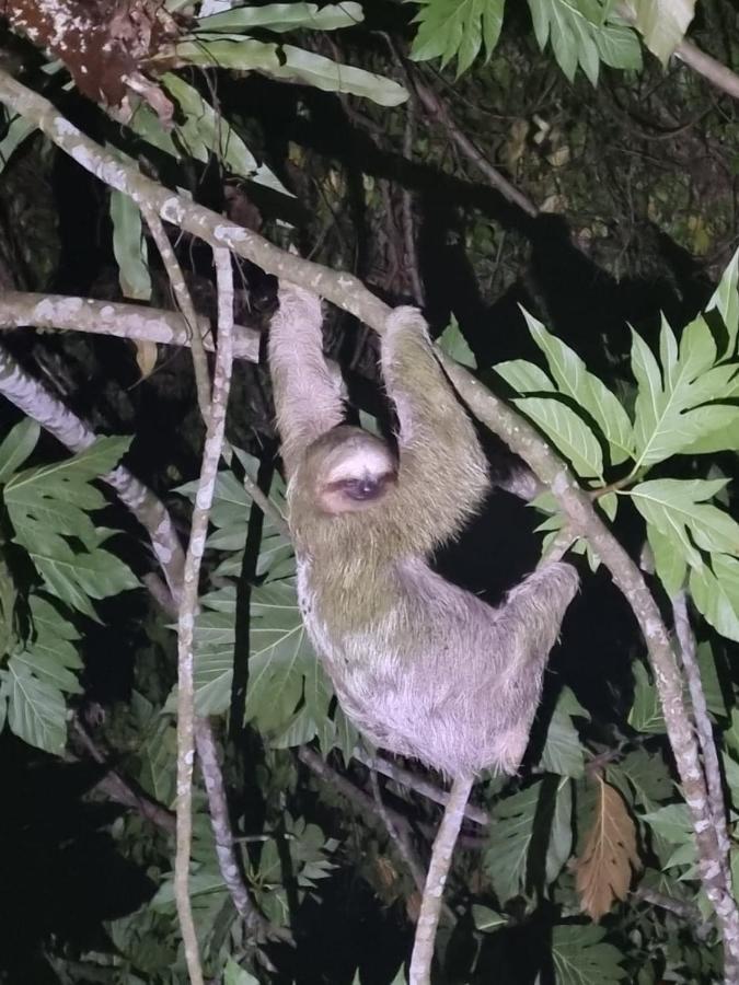 Tortuguero Villas Екстер'єр фото