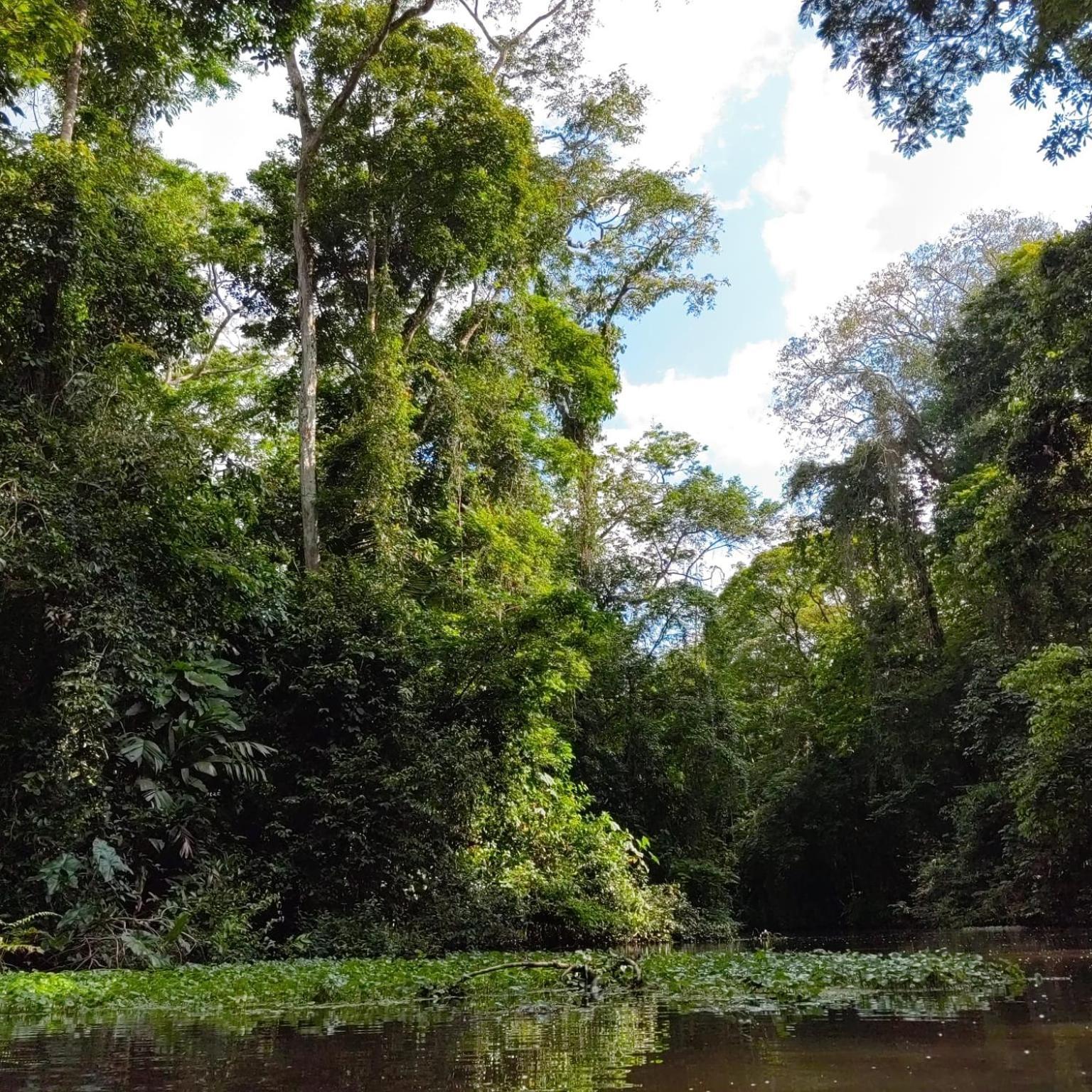 Tortuguero Villas Екстер'єр фото